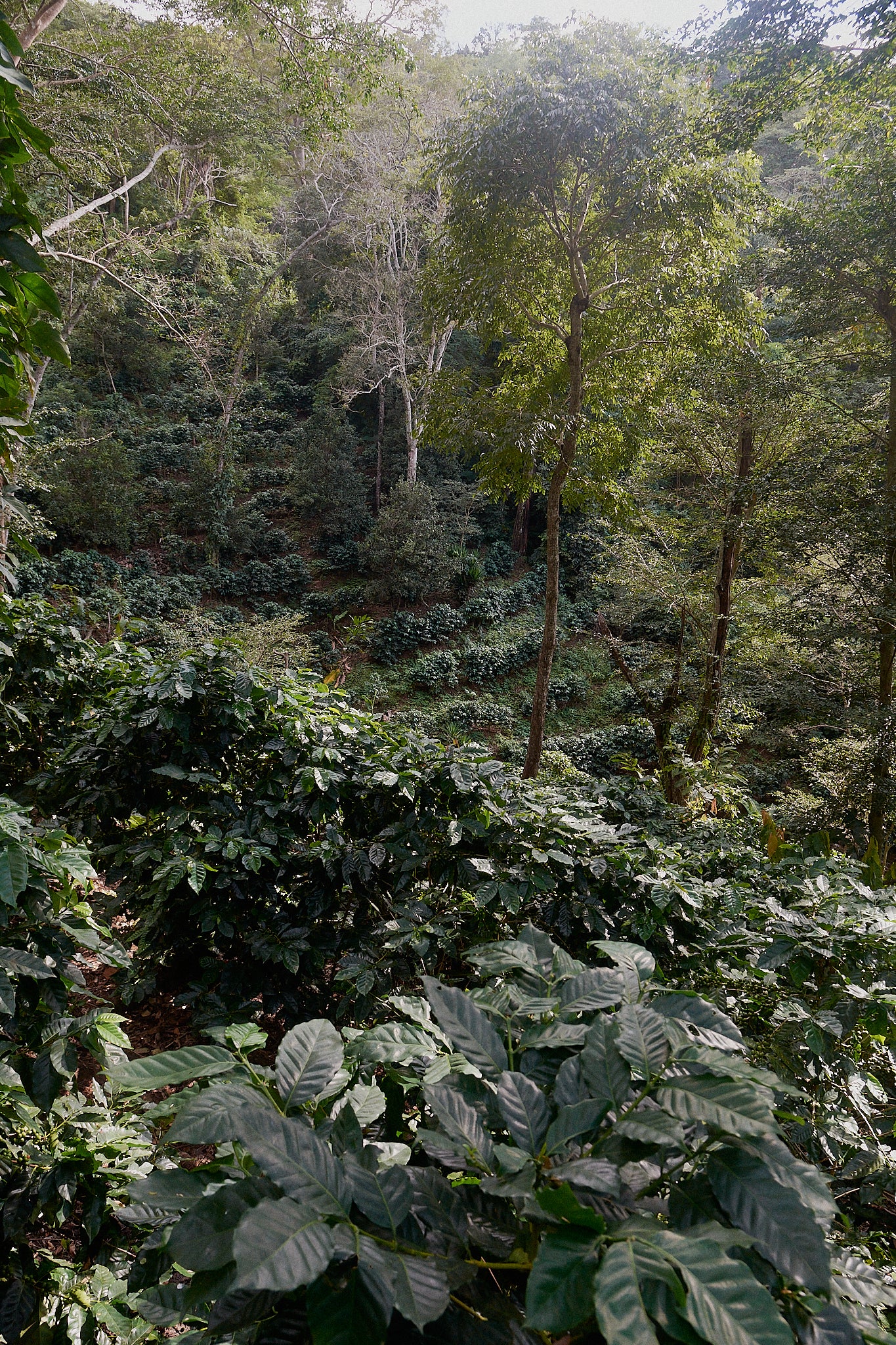 Finca Cristo Negro