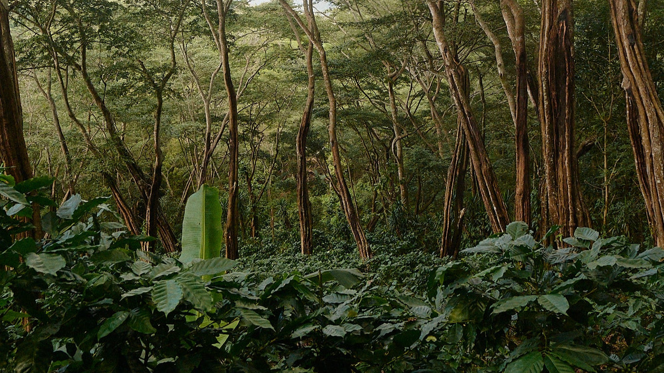 Finca Cristo Negro