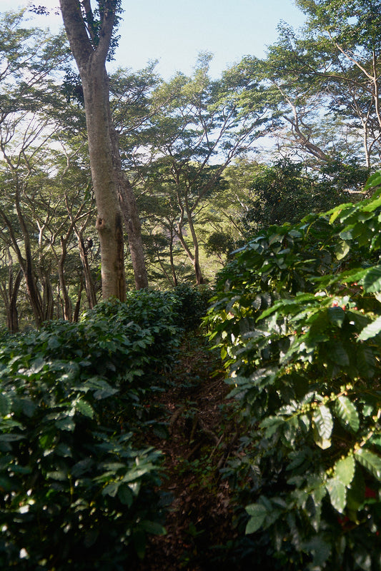 Finca Cristo Negro