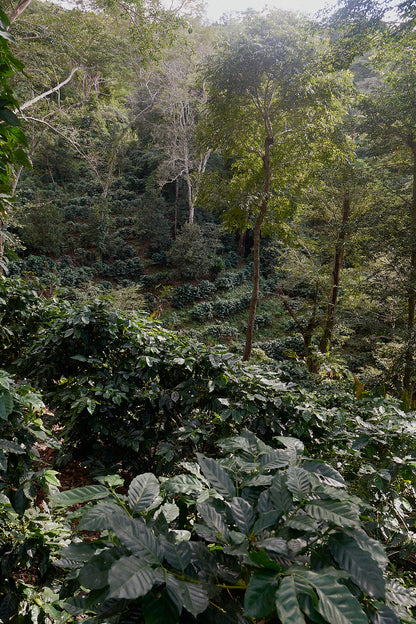 Finca Cristo Negro